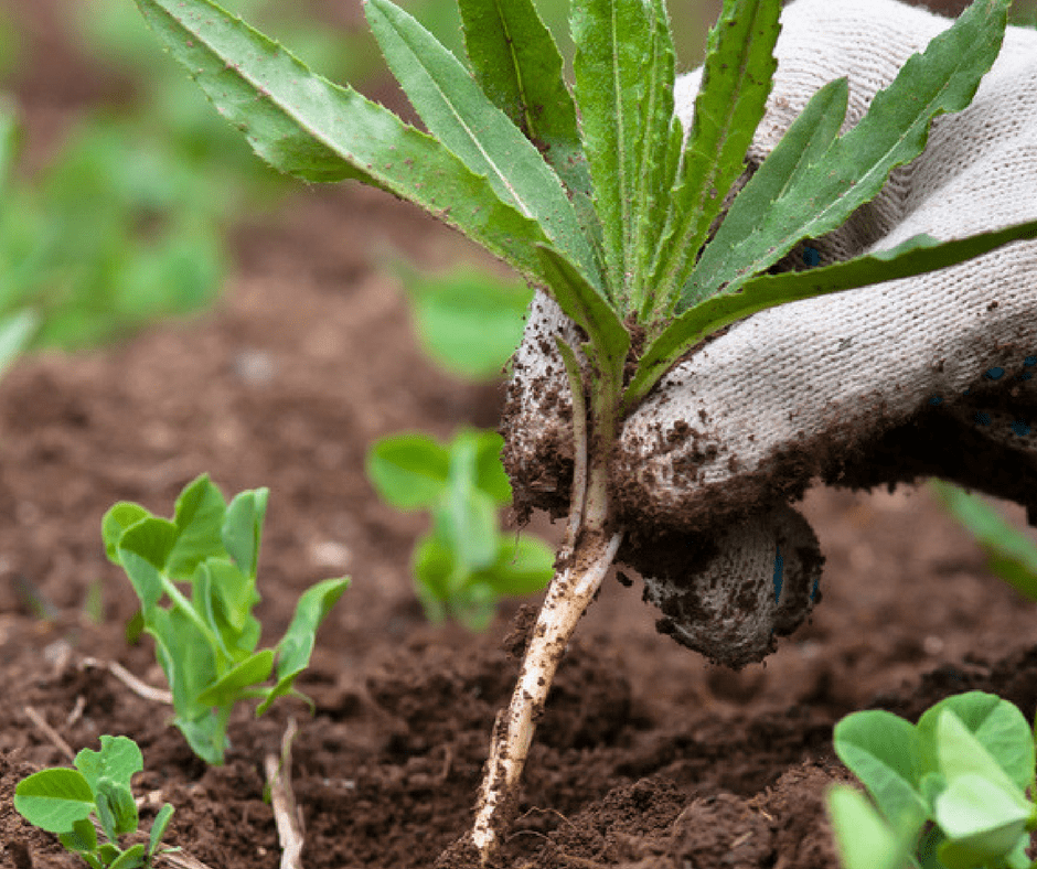 pulling weeds